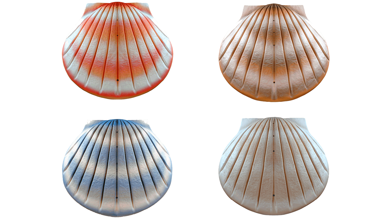 Eco Shell Urn