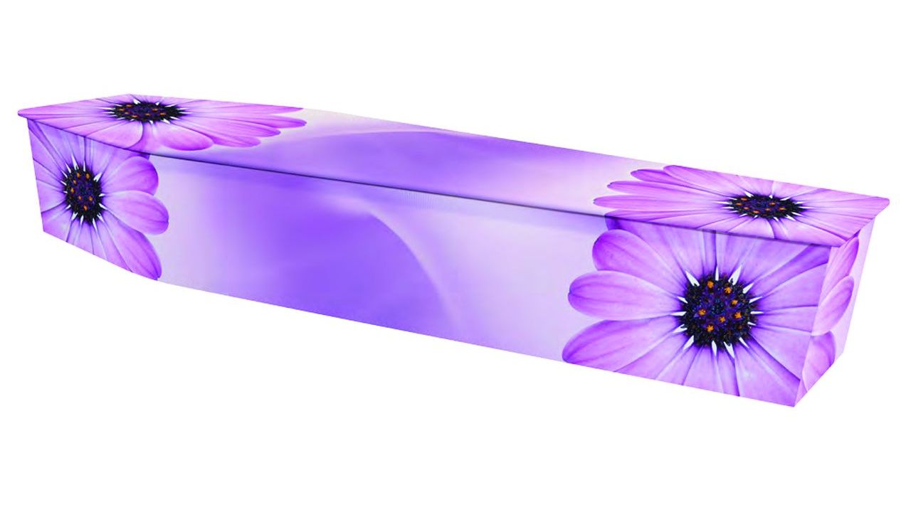 purple daisy